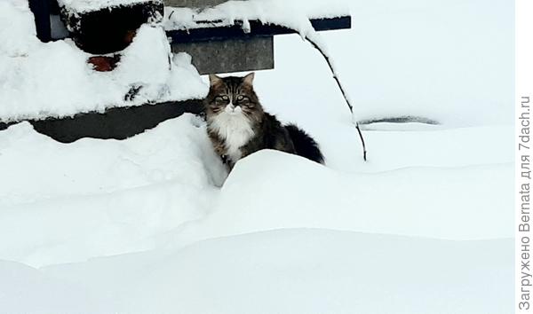 Мой красавец прошёл по расчищенному, а дальше не знает, как:)