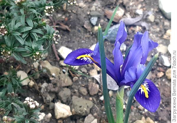 Слева уже в бутонах иберис