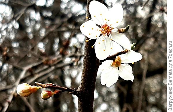 Алыча. Первые цветы