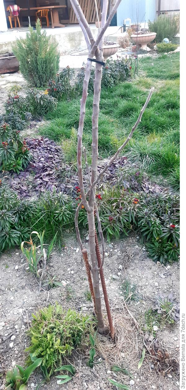 Общий вид яблони