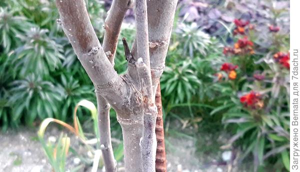 Это первое разветвление