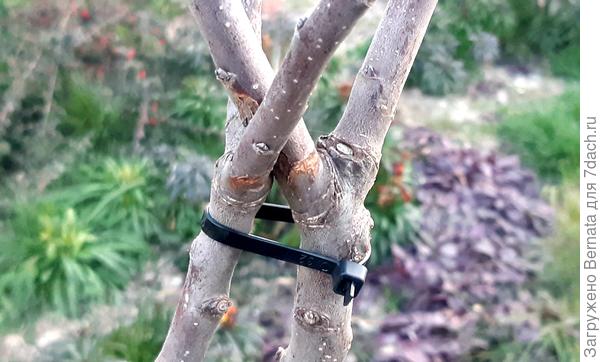 На ветках тоже образовались рогатки