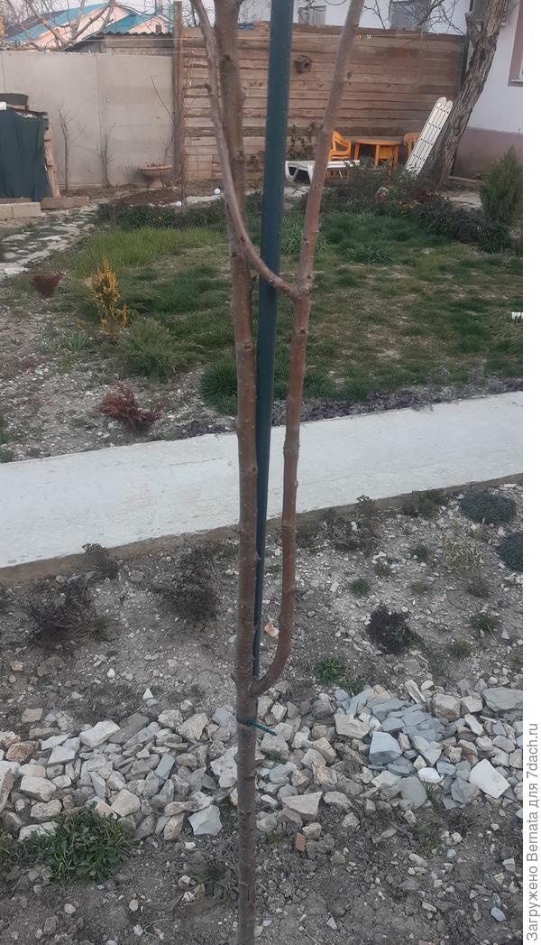 Молодую ветку направила вверх