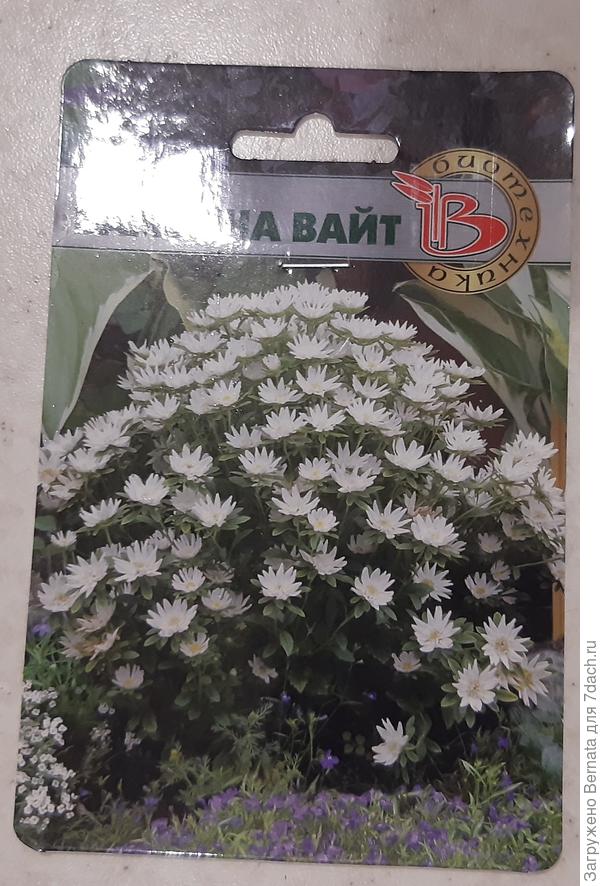 Сорт Бамбина Вайт (есть разные цвета, я захотела белые)