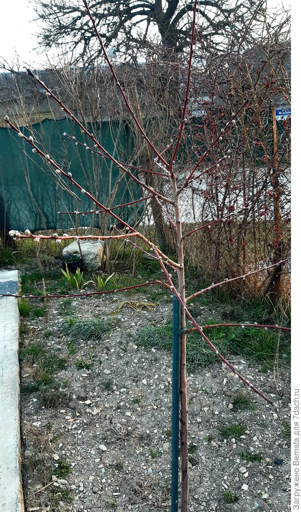 Сейчас резать не буду, вот-вот зацветёт, но осенью почикаю, если нужно...