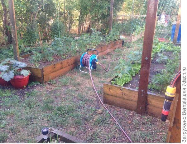 Достаточно постоянного мульчирования и земля всегда остаётся рыхлой