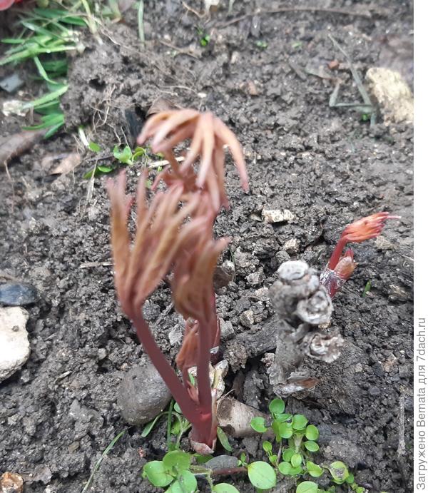 Может и не Алые паруса, конечно, но то, что из черенка, это факт:)))