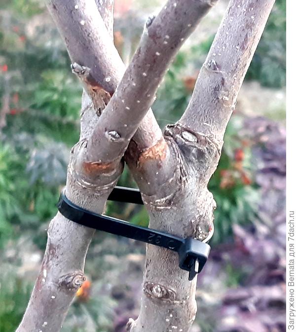 Сейчас осталась только самая правая ветка