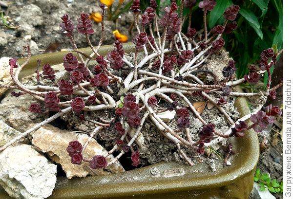 Где он у меня только ни растёт...