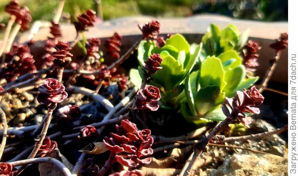 Март. Вуду тянется к солнцу