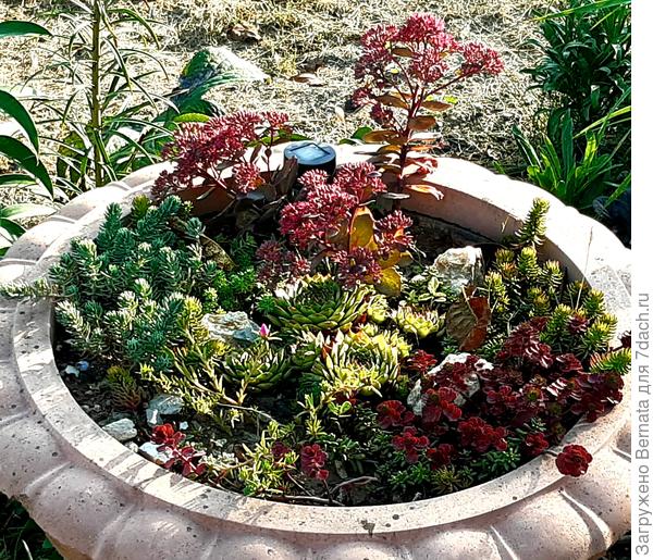 Очиток Черри Тарт среди дальних родственников