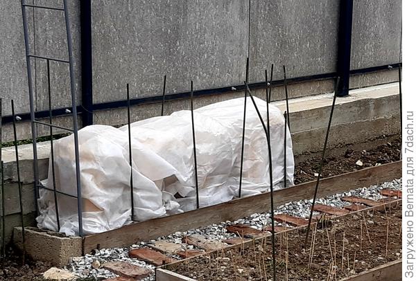 Помидоры уже на грядке- пластиковые табуретки, сверху укрывной:))))