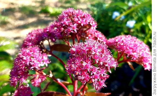 Вот такие цветки у Черри Тарт