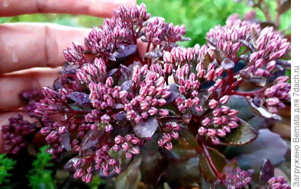 В такой стадии мне он очень нравится