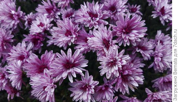 Вот такой Арес стала под конец цветения