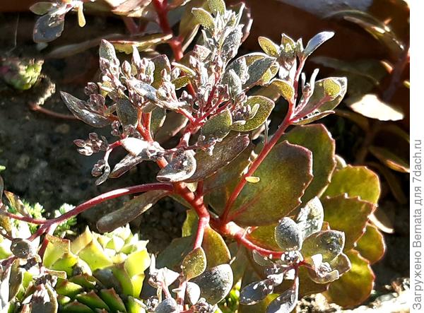 Почти до самого цветения листья серовато-зеленые, с вишнёвым отливом