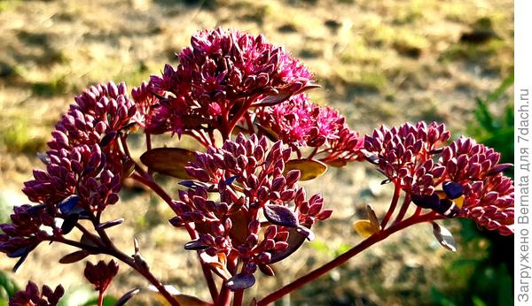 Звезда пустыни:)