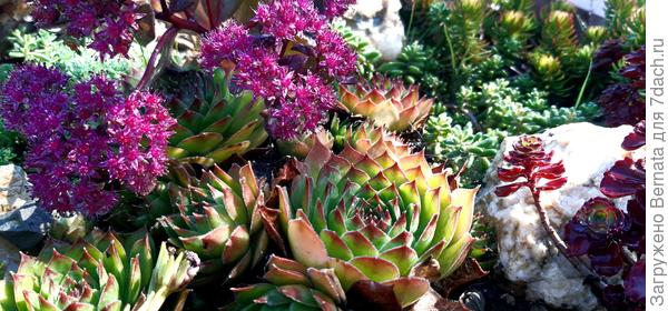 Черри Тарт в компании иных суккулентов