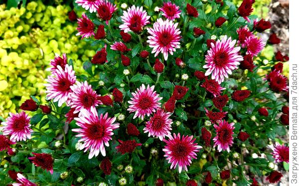 После раскрытия бутонов она выглядит так