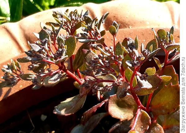 Бутоны у него серебристо- серого цвета, как и листья