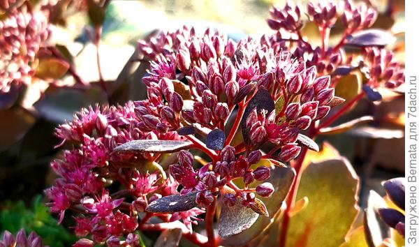 Вот и розовенький появился...