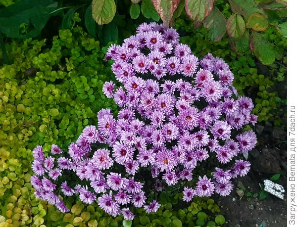 С обнажённой серединкой она уже стала даже чуточку перекликаться с жёлтым ковром вербейника