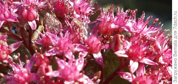 А на кончиках тычинок - маленькие бусинки:)