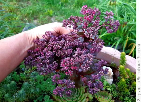 Звезда цветочного горшка:)))