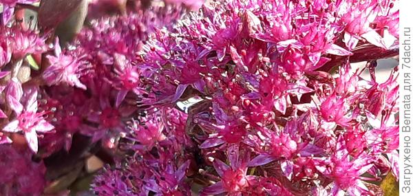 Черри Тарт в цветении