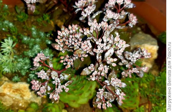 Раскрываясь, сначала появляется белый цвет