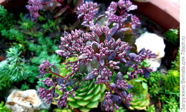 Цветки раскрываются - листья темнеют