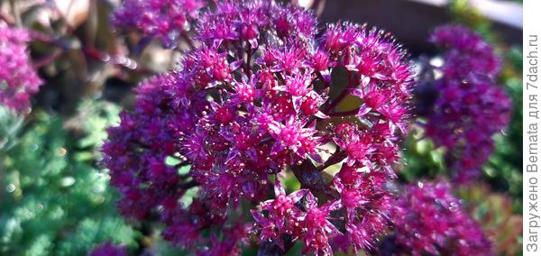 Каждое соцветие состоит из нескольких десятков крохотных, но очень привлекательных цветочков