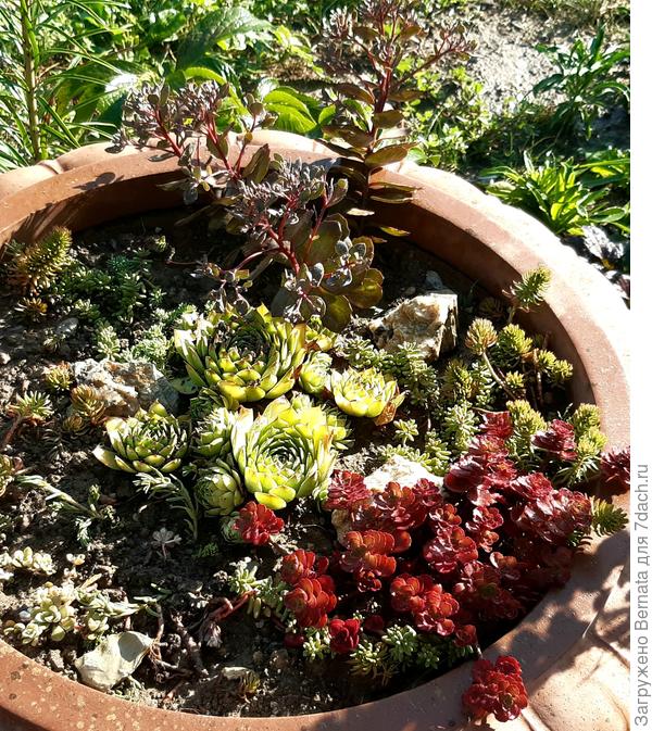 Черри Тарт и Ко