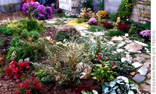 Два розовых куста справа от дорожки - мультфлора Арес. Но планировалось там посадить бордовый или темно-вишневый цвет