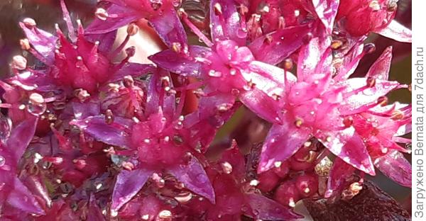 Каждый цветок похож на линию в миниатюре