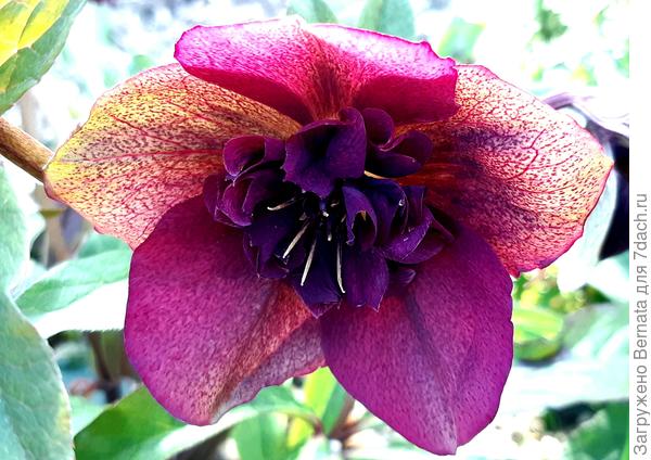 Чем старше цветок, тем сильнее его лепестки приобретают коричневые тона