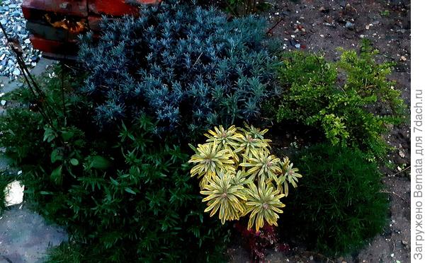 25 декабря - веселенькая предновогодняя картинка