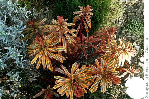 А так зимой и ранней весной