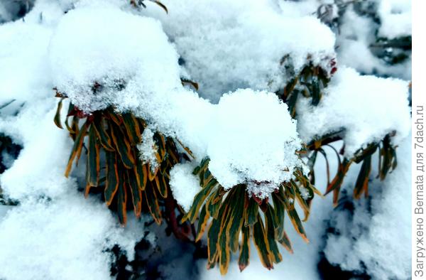 Прошедшей зимой покров снега в моём регионе составлял от 40 до 60 см, что является рекордом за последние несколько десятков лет