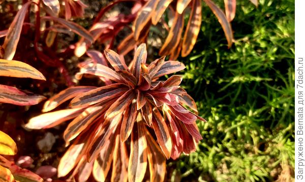 Меняет цвет после морозов