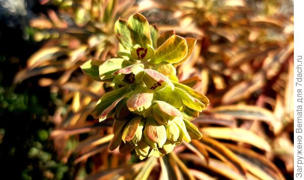 Ещё немного отрастет, а потом и зацветёт:)