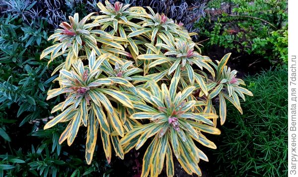 Контрастное сочетание