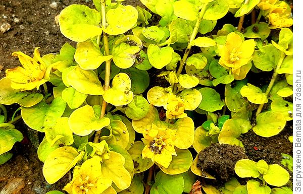 Длинные веточки вербейника будут замечательно смотреться в ампельном варианте