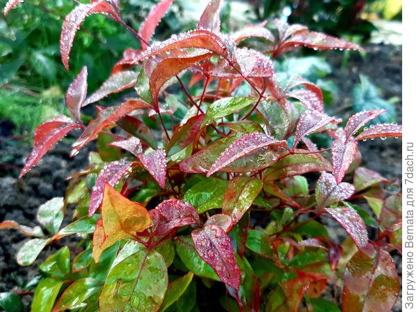 Ажурные листья нандины