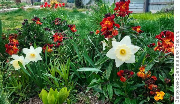 Мне нравятся они среди зарослей лакфиоли