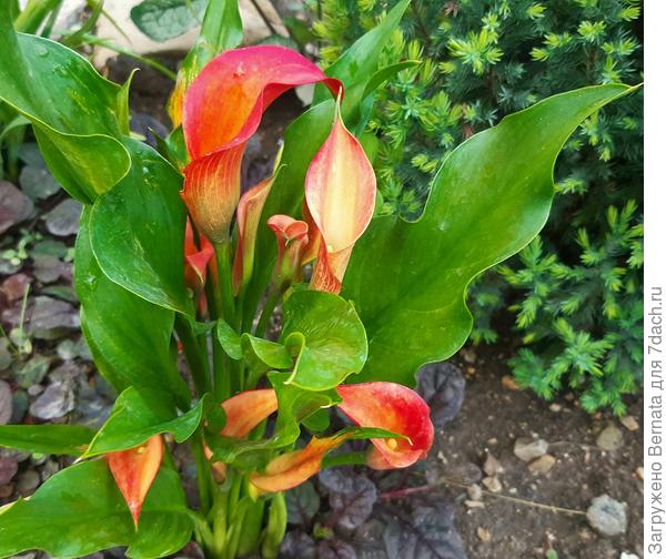 Кто украл крапинки с листьев???