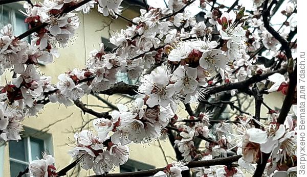 С такой погодой не думаю, что нас ждёт хороший урожай абрикосов