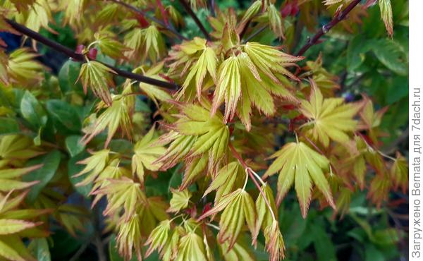 Красавец, да?