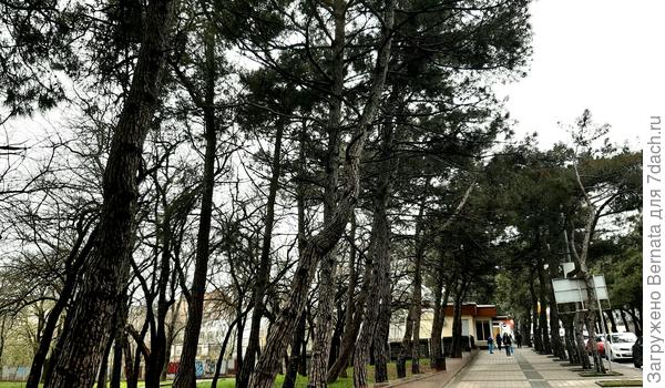 От сосен осталась узкая аллея вдоль тротуара