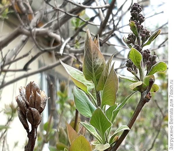 Сирень ещё в зачаточном состоянии
